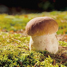 eStockPhoto Boletus Food Photos