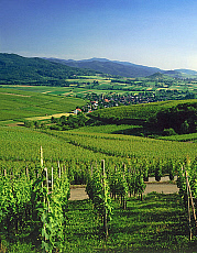 eStockPhoto Freiburg Food Photos