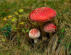 eStockPhoto Amanita Food Photos