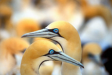 eStockPhoto Lamberts Bay Travel Photos
