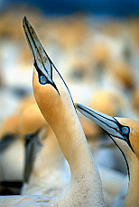 eStockPhoto Lamberts Bay Travel Photos