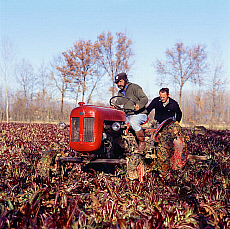eStockPhoto Radicchio Food Photos