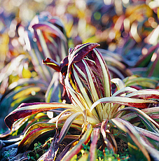 eStockPhoto Radicchio Food Photos