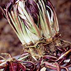 eStockPhoto Radicchio Food Photos