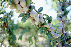 eStockPhoto Food Photos Of Almonds