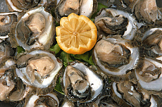 eStockPhoto Food Photos Of Oysters