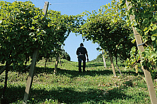 eStockPhoto Food Photos Of Grapevines