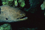 eStockPhoto Grouper Stock Photography