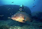 eStockPhoto Grouper Stock Photography