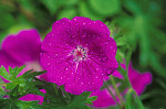 eStockPhoto Geranium Food Photos