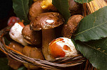 eStockPhoto Boletus Food Photos