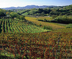 eStockPhoto Collio Food Photos
