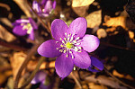 eStockPhoto Hepatica Animal Photos