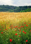 Quality stock photography from estockphoto of etruscan