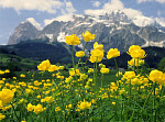 eStockPhoto Buttercup Food Photos