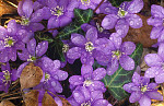 eStockPhoto Hepatica Animal Photos
