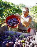 eStockPhoto Food Photos Of Bunches