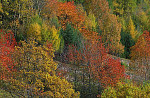 eStockPhoto Autumnal Food Photos