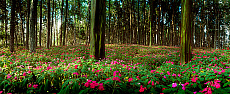 2001-261836-01
&copy; SIME
