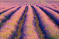 2001-277406-01
&copy; SIME