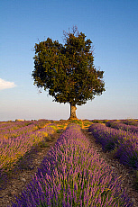 2001-277408-01
&copy; SIME