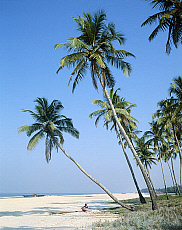 eStockPhoto Colva Beach Travel Photos