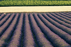 eStockPhoto Food Photos Of Grapevines