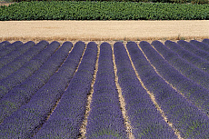 eStockPhoto Food Photos Of Grapevines