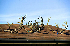 eStockPhoto Antler Food Photos