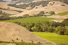 eStockPhoto Artesa Winery Travel Photos