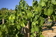 eStockPhoto Food Photos Of Sterling