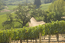 eStockPhoto Hess Winery Travel Photos