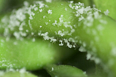 eStockPhoto Edamame Food Photos