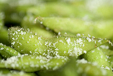 eStockPhoto Nutrient Food Photos