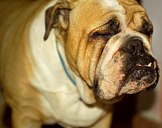 eStockPhoto Grumpy Stock Photography