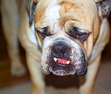 eStockPhoto Grumpy Stock Photography