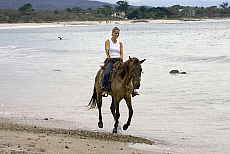 eStockPhoto Travel Photos Of Horse On Beach