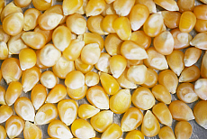 eStockPhoto Maize Food Photos
