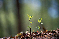 eStockPhoto Food Photos Of Seedling