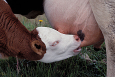 Quality stock photography from estockphoto of udder