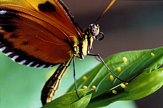 Quality stock photography from estockphoto of evolve