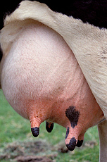 Quality stock photography from estockphoto of udder