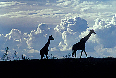 eStockPhoto Serengeti National Park Travel Photos