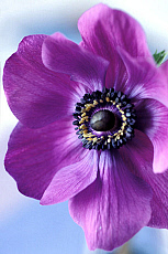 eStockPhoto Buttercup Food Photos