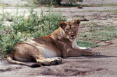 eStockPhoto Serengeti National Park Travel Photos