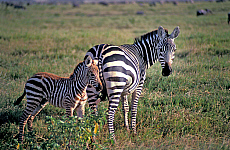 eStockPhoto Serengeti National Park Travel Photos