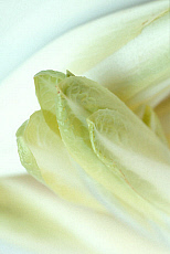 eStockPhoto Endive Food Photos