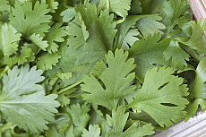 eStockPhoto Food Photos Of Flavoring