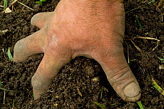 eStockPhoto Food Photos Of Grasping