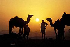 Quality stock photography from estockphoto of india yellow
